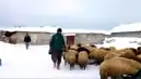 Bitlis Adilcevaz'da Sibirya Soğukları Besicileri Vurdu