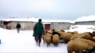 Bitlis Adilcevaz'da Sibirya Soğukları Besicileri Vurdu