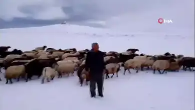 Doğu Anadolu'da Kar Yağışı Besicileri Vurdu