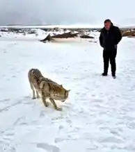 Tatvan'da Yaralı Kurt Görüntülendi!