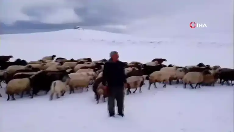 Doğu Anadolu'da Kar Yağışı Besicileri Vurdu