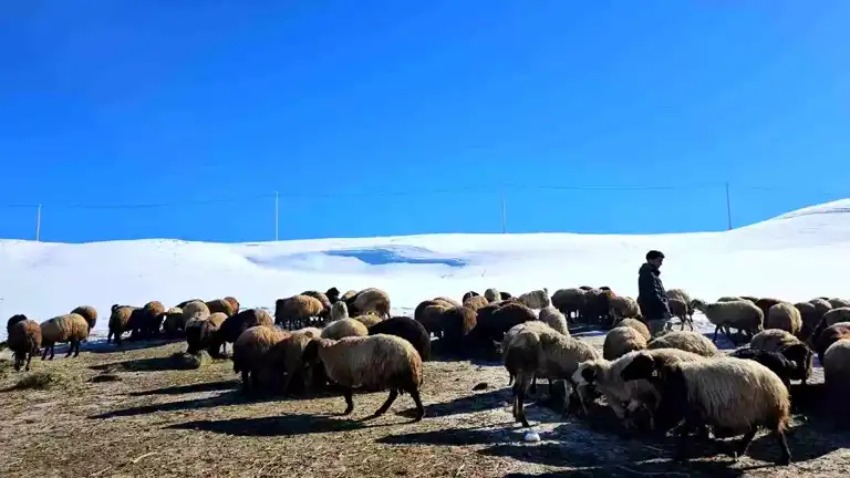 Sütey Yaylası'nda Kışın Zorlukları