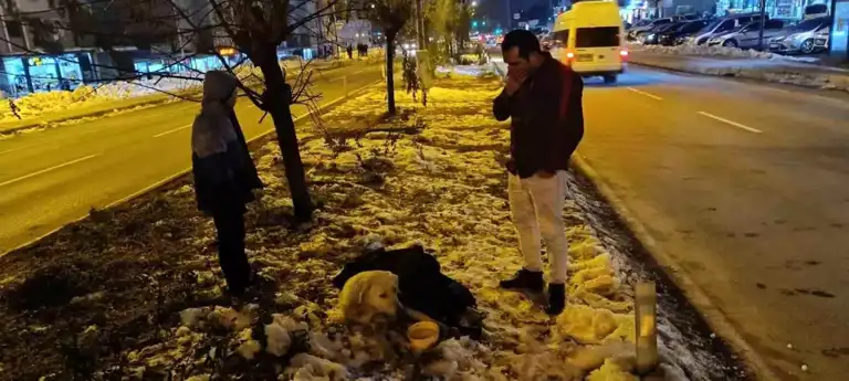 Yaralının Yanında Bir Kahraman: Köpeğe Şefkat Eli